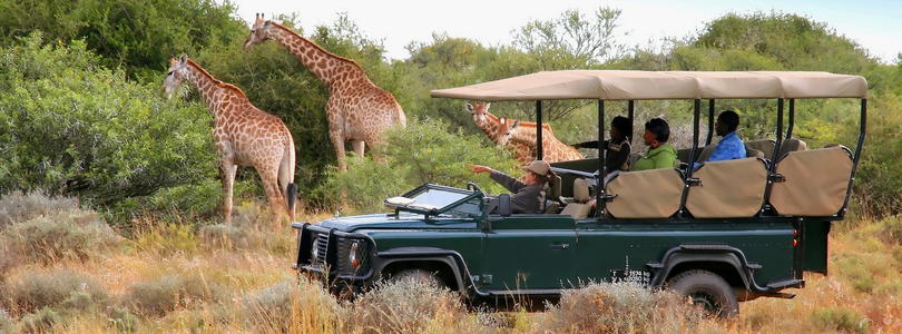 See Giraffes on a South African safari.