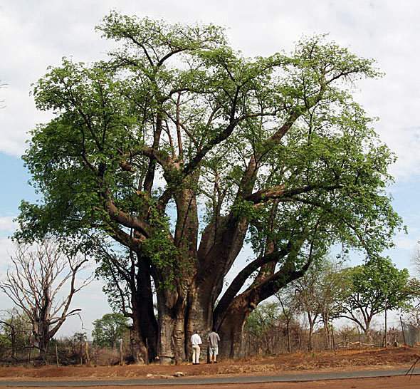 Africa Trees VV140 BPZ Auswahl 2020 Aussuchen VV227 VV336