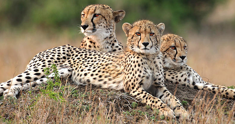 Phinda Game Reserve | South Africa Safari