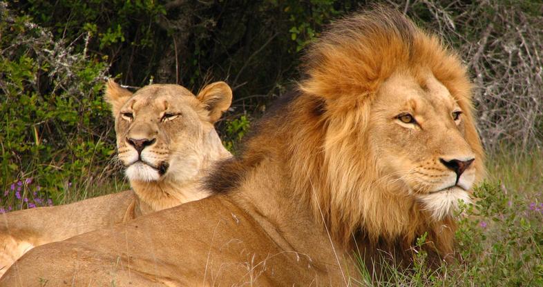 Big Five Safari in Africa - Big 5 Animals