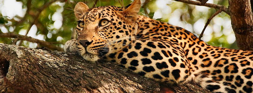 Leopard in Kruger Park, South Africa.