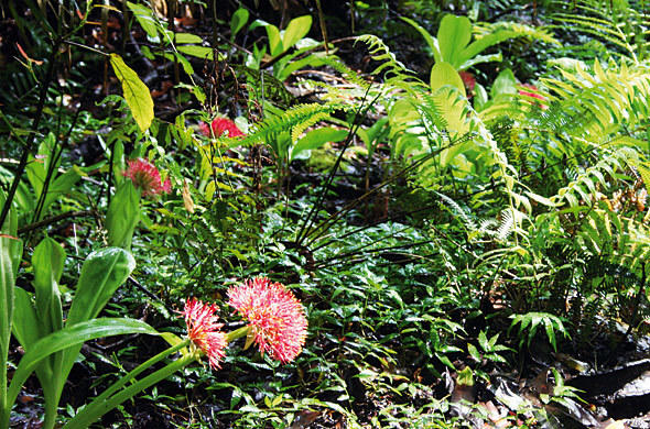 Rain Forest Flora of Victoria Falls - Flame Lily, Forest-Dwelling Orchid